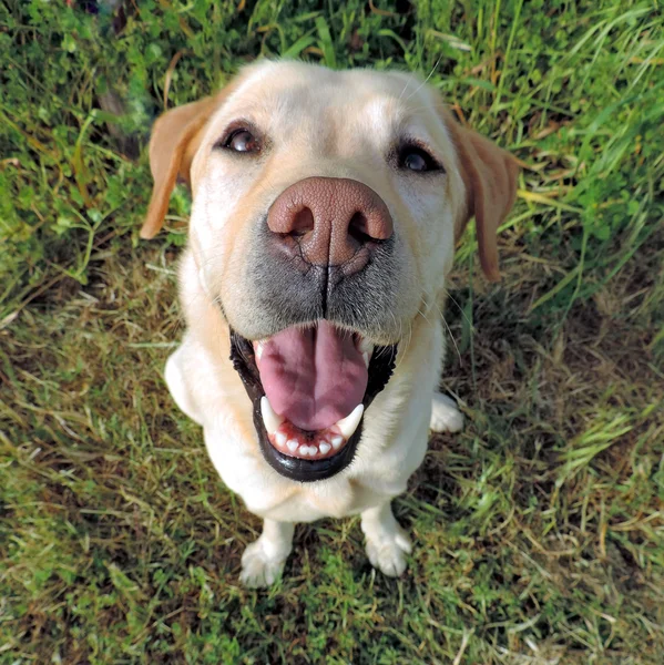 Ler golden labrador återvinna från en ovanifrån — Stockfoto