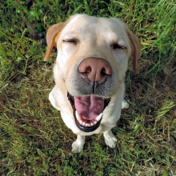 Bir üst görünümden gülümseyen golden labrador geri almak