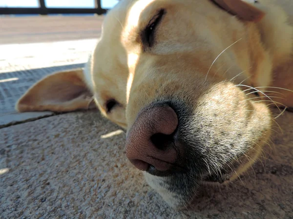 Adulto golden retriever cão cansado do calor — Fotografia de Stock