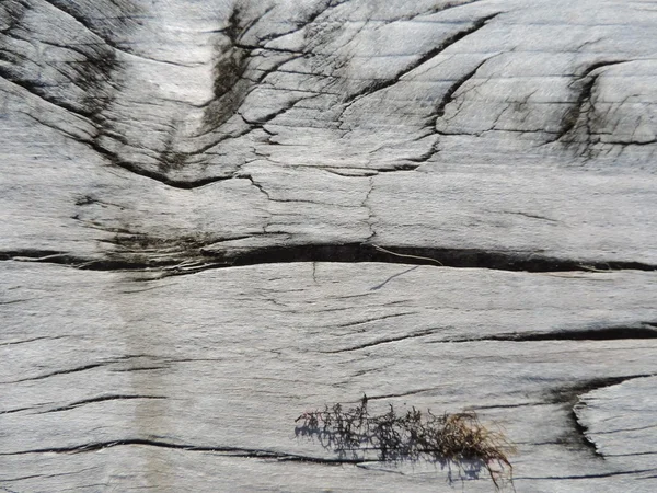 Struktura přírodního dřeva — Stock fotografie