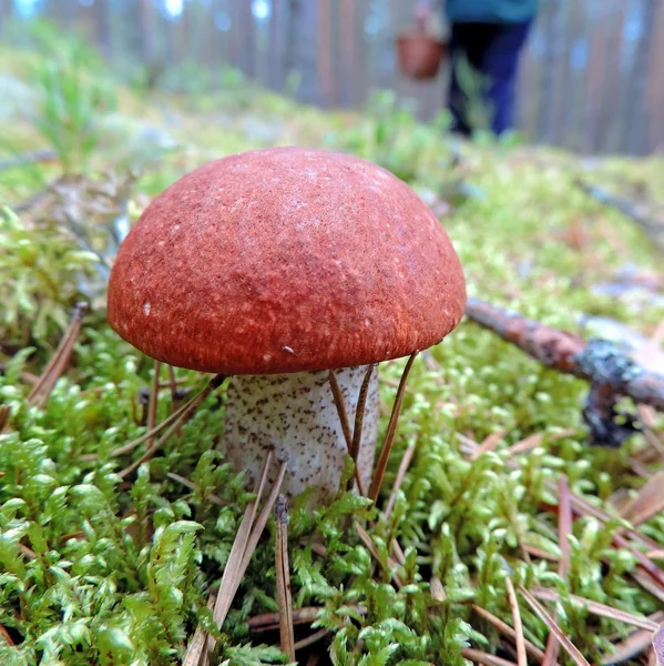 Primer plano de un boletus de gorro naranja en un musgo — Foto de Stock