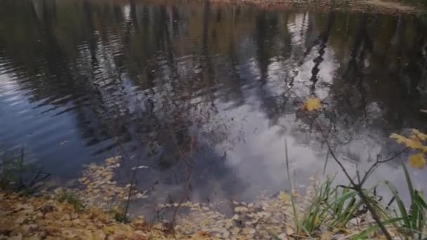 Панорама осеннего озера в парке. — стоковое видео