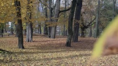 Sonbahar parkının panoraması kestane yaprağına isabet etti..