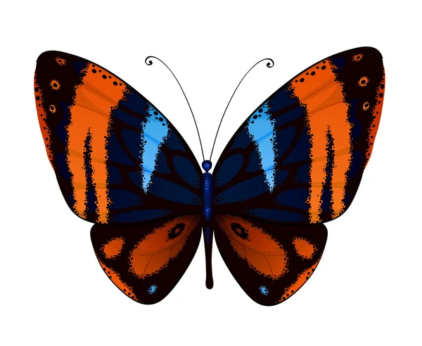 Decoration Bright butterfly — Stock Vector