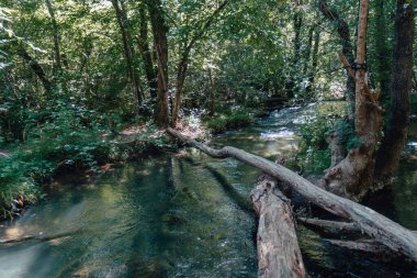 Devrilmiş bir ağacı olan bir dağ nehri manzarası