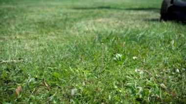 Güçlü bir elektrikli çim biçme makinesiyle çimen saç kesimi. 