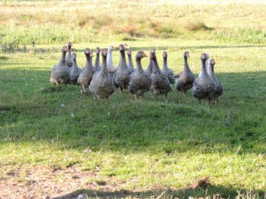 Güzel gri kazlar köyde