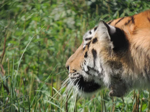 Tiger Gras — Stockfoto