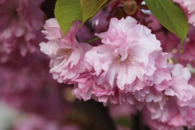 Bahçemizde güzel sakura çiçekleri var.