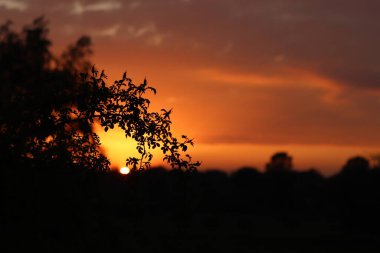Tarlada gün batımı