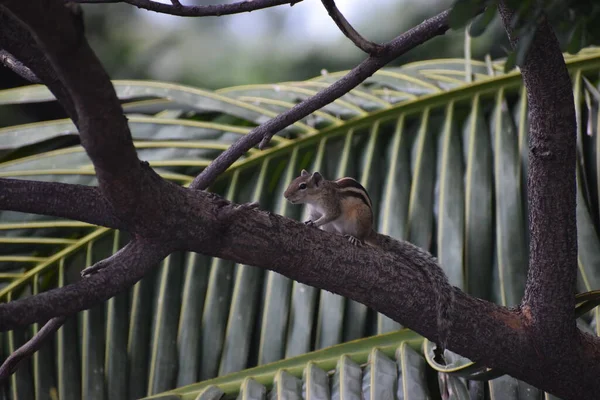 Squirrel searching is way home