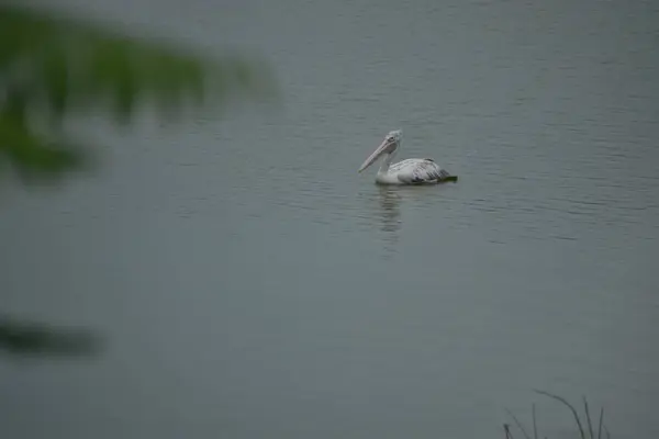 Pelican Nageant Joyeusement Dans Lac Coucher Soleil — Photo