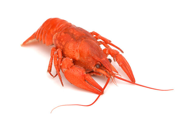 Boiled crawfish. Red crayfish. Crayfish. Crayfish isolated. Hot crawfish. Lobster.