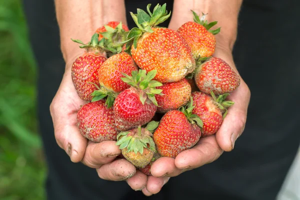 手中的草莓。手的园丁。工作穿的手。农夫用新鲜草莓. — 图库照片