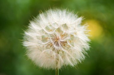 büyük parlak kabarık karahindiba üzerinde yeşil bir arka plan blowball.