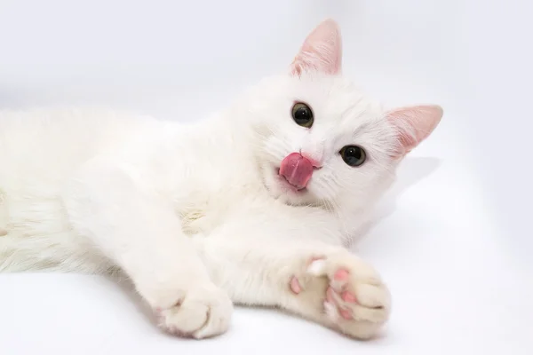 Beyaz kedi. Kedi dilini sıkışmış. Kedi dili. Beyaz bir arka plan üzerinde kedi.