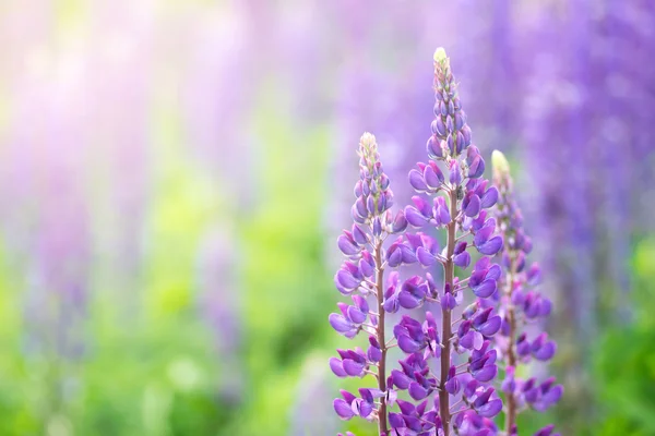 ルピナス咲く花。ルピナスのフィールドです。紫春と夏の花. — ストック写真