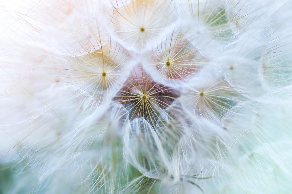 Dandelion macro. The middle of a dandelion.  Blurred and soft color.