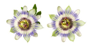 Beyaz arka planda izole edilmiş Passiflora (tutku çiçeği). Büyük güzel çiçek..