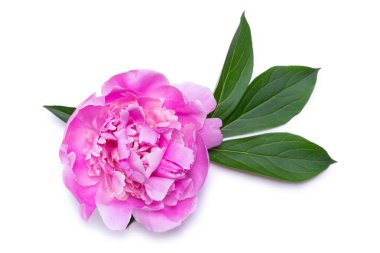 beyaz arkaplanda yalıtılmış şakayık çiçeği