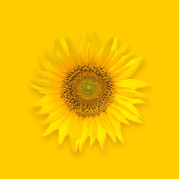 Mooie Grote Zonnebloem Een Gele Achtergrond — Stockfoto