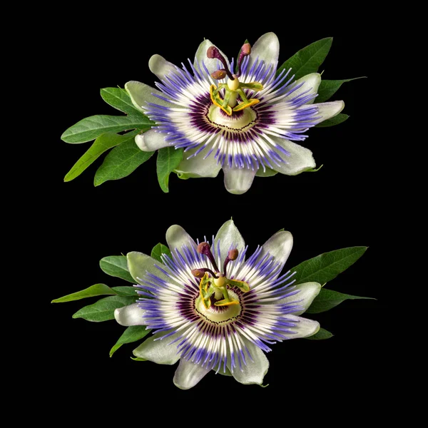 Two Passiflora Passionflower Isolated Black Background Big Beautiful Flower — Stock Photo, Image