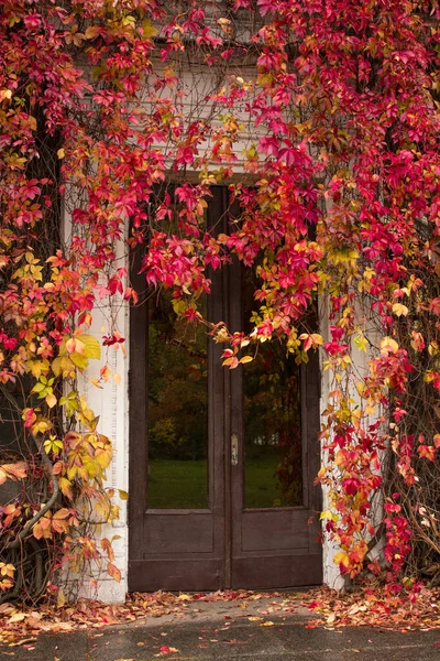 Old brown wooden door. red and yellow leaves of the maiden grape Stock Picture