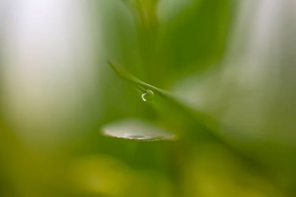 Vatten droppe på blad av gräs — Stockfoto