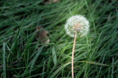Mavi arkaplanda bir karahindiba tohumu başı.