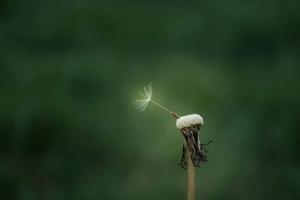 Paardebloem Met Zaden Wegwaaien Wind Groene Achtergrond — Stockfoto