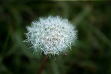 Karahindiba tohumları taze yeşil bir çiçeğin üzerinde uçup gidiyor.