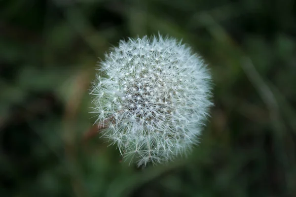 Karahindiba Tohumları Taze Yeşil Bir Çiçeğin Üzerinde Uçup Gidiyor — Stok fotoğraf