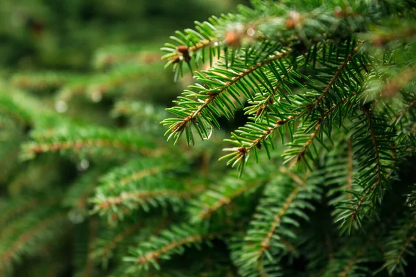 Detailed Christmas tree branches background — Stock Photo, Image