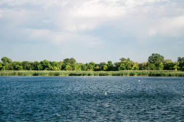 Berrak güneşli bir yaz gününde, beyaz martılar mavi gökyüzünde güzel geniş bir nehir.