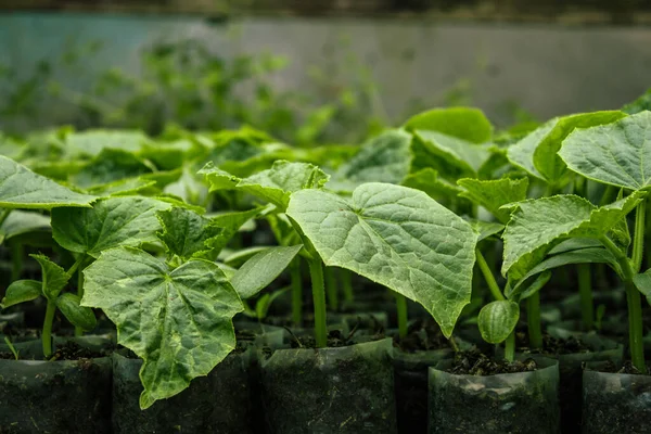 Seedlings of cucumbers in cups. Selective focus. Agriculture. Green plants Stock Image