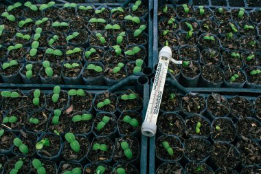 Bardakta salatalık tohumları. Seçici odaklanma. Tarım. Yeşil bitkiler