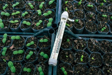 Bardakta salatalık tohumları. Seçici odaklanma. Tarım. Yeşil bitkiler