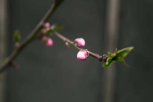 Peach flowers blooming in the peach grove in spring. Blooming branch of the fruit tree