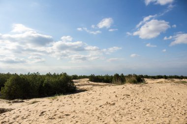 Oleshkovsky kumları Ukrayna. Ağaçlı çöl. Korunan doğal park.
