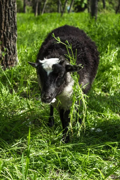 Cabra blanca en el parque. Cabra negra masticando hierba en el campo —  Fotos de Stock