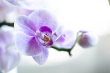 Hauseplant çiçekleri ya da bitleri. Orhid Çiçeği. açık pembe çiçek