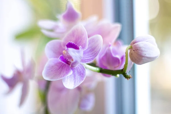 Hauseplant flores orhids. orhid blossom. flor rosa claro —  Fotos de Stock