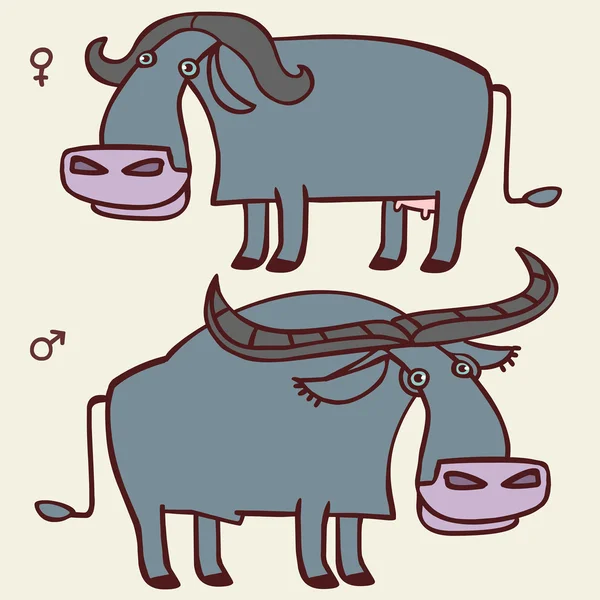 Buffalo. Erkek ve kadın