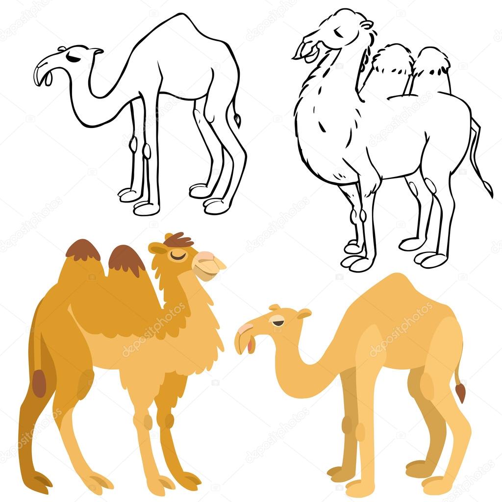 cartoon camels set 