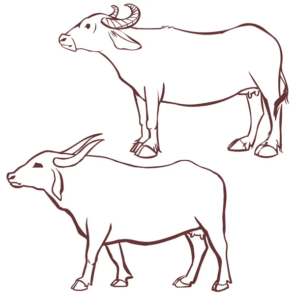 Buffalo αγελάδα διάρθρωσης — Διανυσματικό Αρχείο