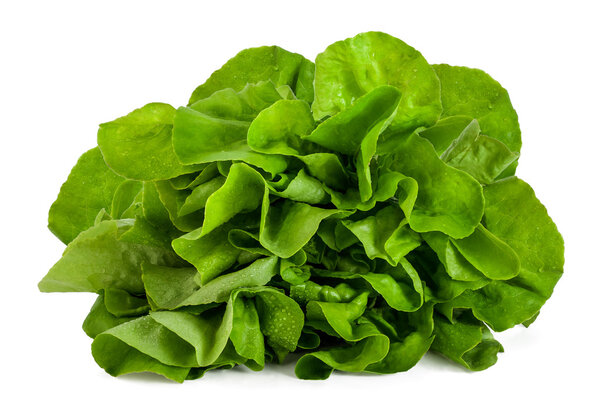 Lettuce with water drops