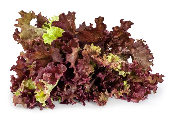 Fresh Red Leaves Lettuce — Stock Photo, Image