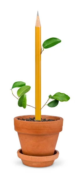 Flower Pot Pencil Breeding Isolated White Background Creativity Concept — Stock Photo, Image