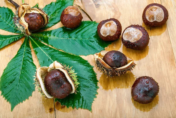 Castagne umide — Foto Stock