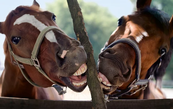 Sorriso de cavalo — Fotografia de Stock